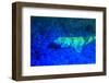 Night dive at Barrier Reef, Saint Georges Caye, Fluorescence, Belize, Central America-Stuart Westmorland-Framed Photographic Print