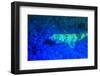 Night dive at Barrier Reef, Saint Georges Caye, Fluorescence, Belize, Central America-Stuart Westmorland-Framed Photographic Print