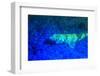 Night dive at Barrier Reef, Saint Georges Caye, Fluorescence, Belize, Central America-Stuart Westmorland-Framed Photographic Print