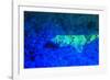 Night dive at Barrier Reef, Saint Georges Caye, Fluorescence, Belize, Central America-Stuart Westmorland-Framed Photographic Print