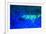 Night dive at Barrier Reef, Saint Georges Caye, Fluorescence, Belize, Central America-Stuart Westmorland-Framed Photographic Print