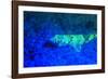 Night dive at Barrier Reef, Saint Georges Caye, Fluorescence, Belize, Central America-Stuart Westmorland-Framed Photographic Print