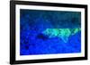 Night dive at Barrier Reef, Saint Georges Caye, Fluorescence, Belize, Central America-Stuart Westmorland-Framed Photographic Print