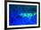 Night dive at Barrier Reef, Saint Georges Caye, Fluorescence, Belize, Central America-Stuart Westmorland-Framed Photographic Print