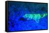 Night dive at Barrier Reef, Saint Georges Caye, Fluorescence, Belize, Central America-Stuart Westmorland-Framed Stretched Canvas