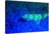 Night dive at Barrier Reef, Saint Georges Caye, Fluorescence, Belize, Central America-Stuart Westmorland-Stretched Canvas
