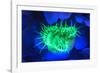 Night dive at Barrier Reef, Saint Georges Caye, Fluorescence, Belize, Central America-Stuart Westmorland-Framed Photographic Print