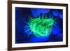 Night dive at Barrier Reef, Saint Georges Caye, Fluorescence, Belize, Central America-Stuart Westmorland-Framed Photographic Print