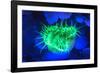 Night dive at Barrier Reef, Saint Georges Caye, Fluorescence, Belize, Central America-Stuart Westmorland-Framed Photographic Print