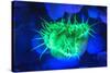 Night dive at Barrier Reef, Saint Georges Caye, Fluorescence, Belize, Central America-Stuart Westmorland-Stretched Canvas