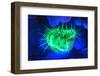 Night dive at Barrier Reef, Saint Georges Caye, Fluorescence, Belize, Central America-Stuart Westmorland-Framed Photographic Print