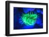 Night dive at Barrier Reef, Saint Georges Caye, Fluorescence, Belize, Central America-Stuart Westmorland-Framed Photographic Print