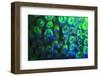 Night dive at Barrier Reef, Saint Georges Caye, Fluorescence, Belize, Central America-Stuart Westmorland-Framed Photographic Print