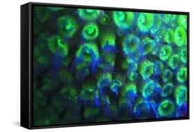 Night dive at Barrier Reef, Saint Georges Caye, Fluorescence, Belize, Central America-Stuart Westmorland-Framed Stretched Canvas