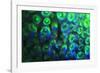 Night dive at Barrier Reef, Saint Georges Caye, Fluorescence, Belize, Central America-Stuart Westmorland-Framed Photographic Print