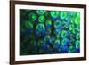 Night dive at Barrier Reef, Saint Georges Caye, Fluorescence, Belize, Central America-Stuart Westmorland-Framed Photographic Print