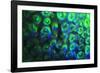 Night dive at Barrier Reef, Saint Georges Caye, Fluorescence, Belize, Central America-Stuart Westmorland-Framed Photographic Print