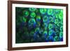 Night dive at Barrier Reef, Saint Georges Caye, Fluorescence, Belize, Central America-Stuart Westmorland-Framed Photographic Print