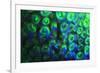 Night dive at Barrier Reef, Saint Georges Caye, Fluorescence, Belize, Central America-Stuart Westmorland-Framed Premium Photographic Print