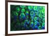 Night dive at Barrier Reef, Saint Georges Caye, Fluorescence, Belize, Central America-Stuart Westmorland-Framed Premium Photographic Print