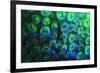 Night dive at Barrier Reef, Saint Georges Caye, Fluorescence, Belize, Central America-Stuart Westmorland-Framed Premium Photographic Print