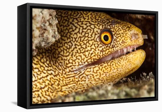 Night Dive Photograph of Goldentail Eel Off Bonaire-James White-Framed Stretched Canvas