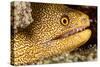 Night Dive Photograph of Goldentail Eel Off Bonaire-James White-Stretched Canvas