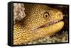 Night Dive Photograph of Goldentail Eel Off Bonaire-James White-Framed Stretched Canvas