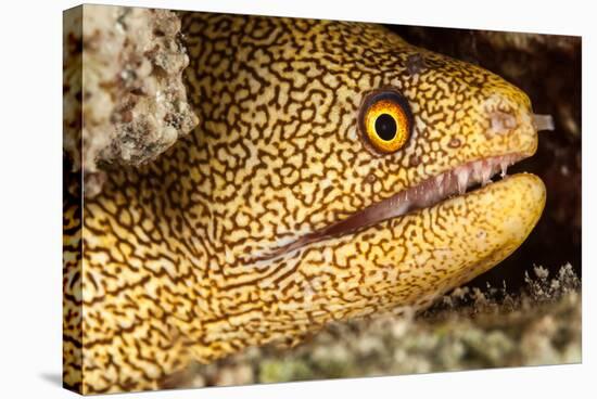 Night Dive Photograph of Goldentail Eel Off Bonaire-James White-Stretched Canvas