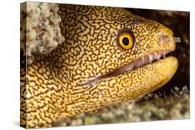 Night Dive Photograph of Goldentail Eel Off Bonaire-James White-Stretched Canvas