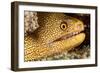 Night Dive Photograph of Goldentail Eel Off Bonaire-James White-Framed Photographic Print