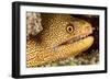 Night Dive Photograph of Goldentail Eel Off Bonaire-James White-Framed Photographic Print