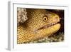 Night Dive Photograph of Goldentail Eel Off Bonaire-James White-Framed Photographic Print