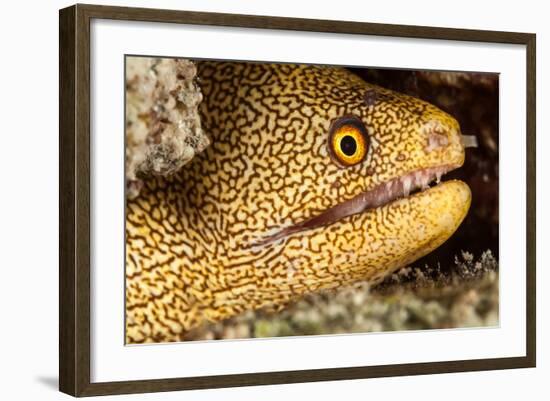 Night Dive Photograph of Goldentail Eel Off Bonaire-James White-Framed Photographic Print