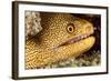 Night Dive Photograph of Goldentail Eel Off Bonaire-James White-Framed Photographic Print