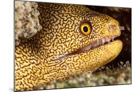 Night Dive Photograph of Goldentail Eel Off Bonaire-James White-Mounted Photographic Print