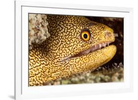 Night Dive Photograph of Goldentail Eel Off Bonaire-James White-Framed Photographic Print