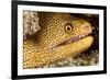 Night Dive Photograph of Goldentail Eel Off Bonaire-James White-Framed Photographic Print