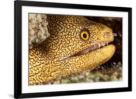 Night Dive Photograph of Goldentail Eel Off Bonaire-James White-Framed Photographic Print