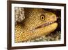 Night Dive Photograph of Goldentail Eel Off Bonaire-James White-Framed Photographic Print