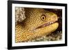 Night Dive Photograph of Goldentail Eel Off Bonaire-James White-Framed Photographic Print