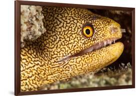 Night Dive Photograph of Goldentail Eel Off Bonaire-James White-Framed Photographic Print