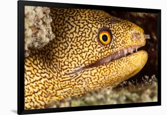 Night Dive Photograph of Goldentail Eel Off Bonaire-James White-Framed Photographic Print