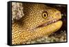 Night Dive Photograph of Goldentail Eel Off Bonaire-James White-Framed Stretched Canvas