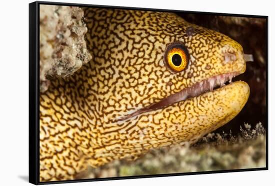 Night Dive Photograph of Goldentail Eel Off Bonaire-James White-Framed Stretched Canvas