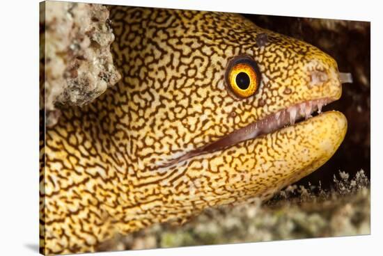 Night Dive Photograph of Goldentail Eel Off Bonaire-James White-Stretched Canvas