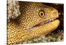 Night Dive Photograph of Goldentail Eel Off Bonaire-James White-Stretched Canvas