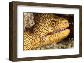 Night Dive Photograph of Goldentail Eel Off Bonaire-James White-Framed Photographic Print