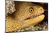 Night Dive Photograph of Goldentail Eel Off Bonaire-James White-Mounted Photographic Print