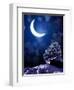 Night Fairy-Tale. Bright Moon and Tree-frenta-Framed Photographic Print